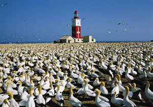 gannets at lighthouse.jpg
